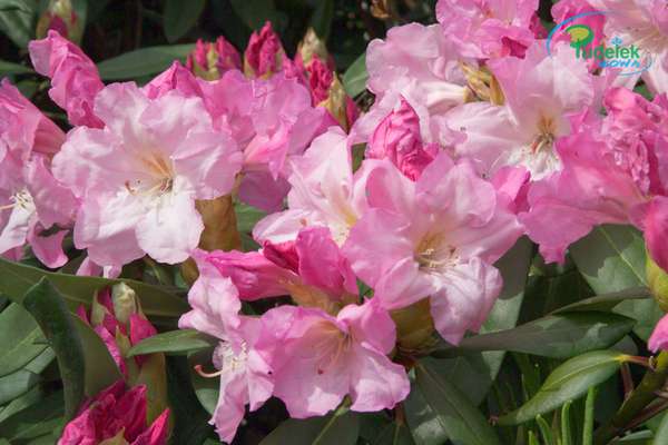 Rhododendron Bellefonatine